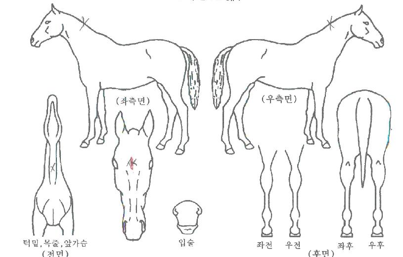 ���������� ����,���,�޸�,�λ�,�ٸ��� Ư¡����