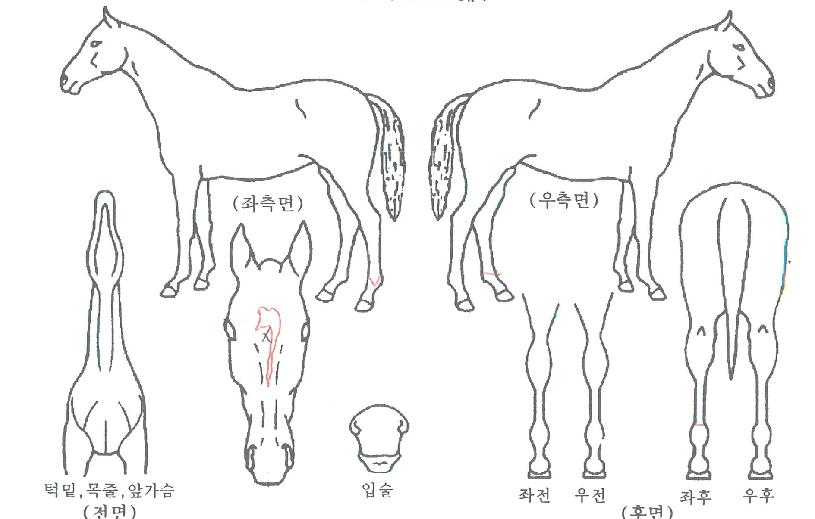 ÈÀÌÆ®·ÎÁîÀÇ Ãø¸é,¿ì¸é,µÞ¸é,µÎ»ó,´Ù¸®ÀÇ Æ¯Â¡µµÇØ