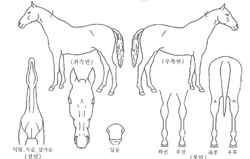 ���������� ����,���,�޸�,�λ�,�ٸ��� Ư¡����