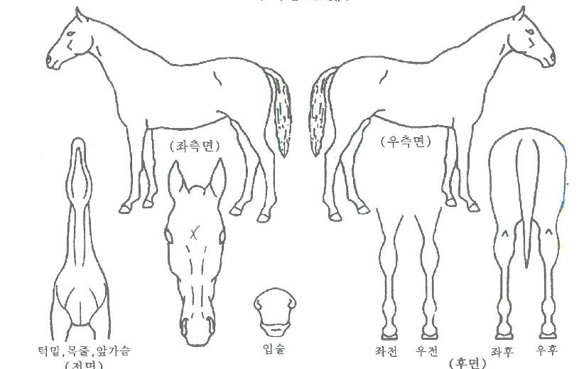 ����ȯȣ�� ����,���,�޸�,�λ�,�ٸ��� Ư¡����