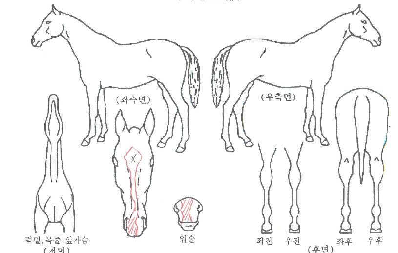 ������ ����,���,�޸�,�λ�,�ٸ��� Ư¡����