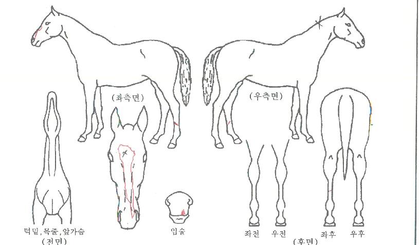 ¿µ±¤Àǰ¡¹®ÀÇ Ãø¸é,¿ì¸é,µÞ¸é,µÎ»ó,´Ù¸®ÀÇ Æ¯Â¡µµÇØ