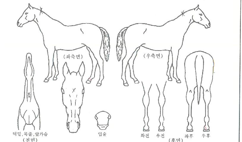 ¿¡À̽º°ÉÀÇ Ãø¸é,¿ì¸é,µÞ¸é,µÎ»ó,´Ù¸®ÀÇ Æ¯Â¡µµÇØ