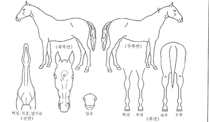 ´õ½ë¿ÕÀÚÀÇ Ãø¸é,¿ì¸é,µÞ¸é,µÎ»ó,´Ù¸®ÀÇ Æ¯Â¡µµÇØ