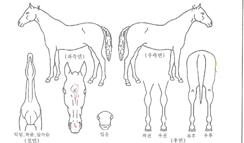 õ�������� ����,���,�޸�,�λ�,�ٸ��� Ư¡����