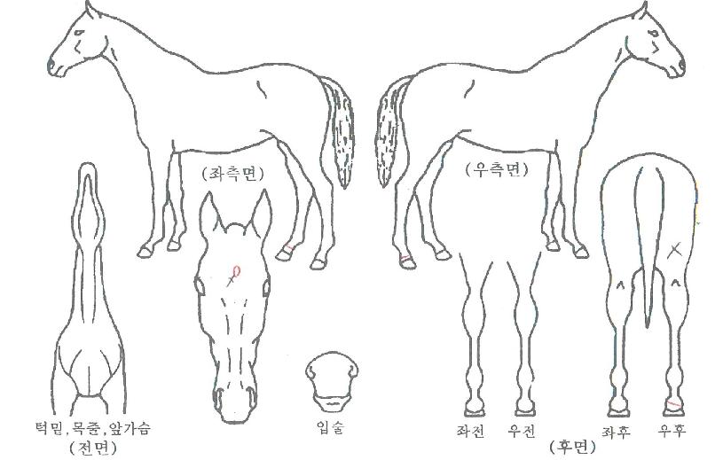 °¡¿ÂÆ÷½ºÀÇ Ãø¸é,¿ì¸é,µÞ¸é,µÎ»ó,´Ù¸®ÀÇ Æ¯Â¡µµÇØ