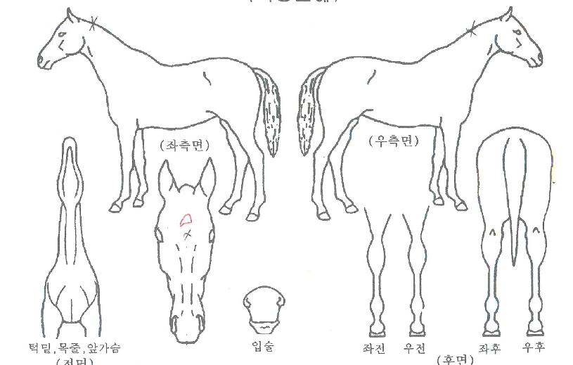 ���ĸ��Ͽ��ڸ��� ����,���,�޸�,�λ�,�ٸ��� Ư¡����