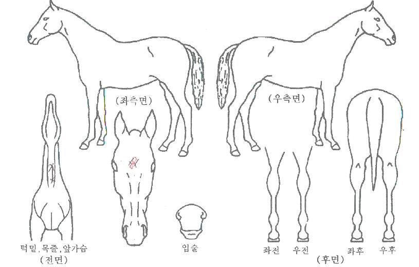 ��δ��̳��ڸ��� ����,���,�޸�,�λ�,�ٸ��� Ư¡����