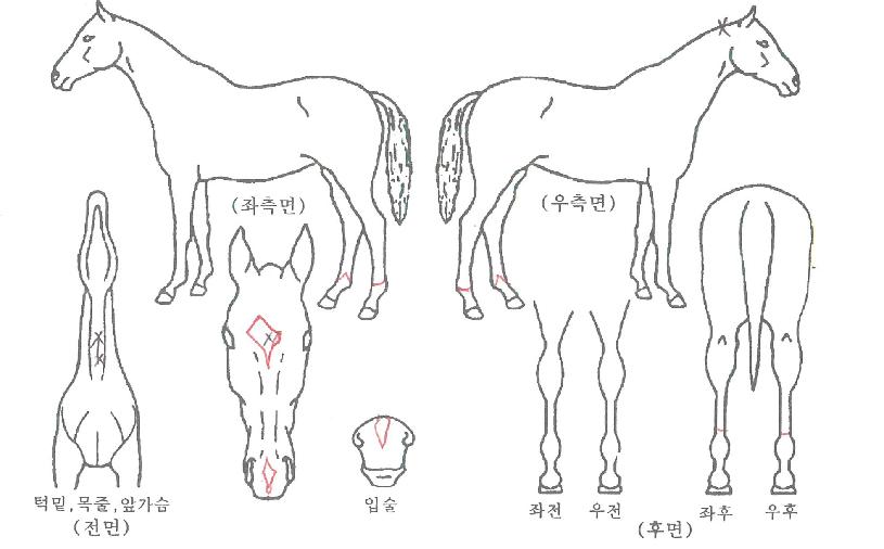 ¼ºÎÁ¨Æ²¸àÀÇ Ãø¸é,¿ì¸é,µÞ¸é,µÎ»ó,´Ù¸®ÀÇ Æ¯Â¡µµÇØ