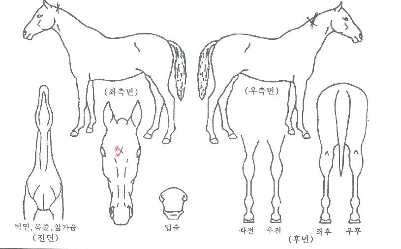 ·°Å°¹°¾ßÀÇ Ãø¸é,¿ì¸é,µÞ¸é,µÎ»ó,´Ù¸®ÀÇ Æ¯Â¡µµÇØ