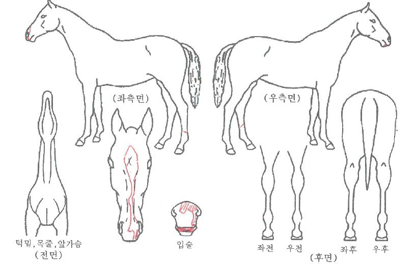 Á¦Æ®ºí·çÀÇ Ãø¸é,¿ì¸é,µÞ¸é,µÎ»ó,´Ù¸®ÀÇ Æ¯Â¡µµÇØ