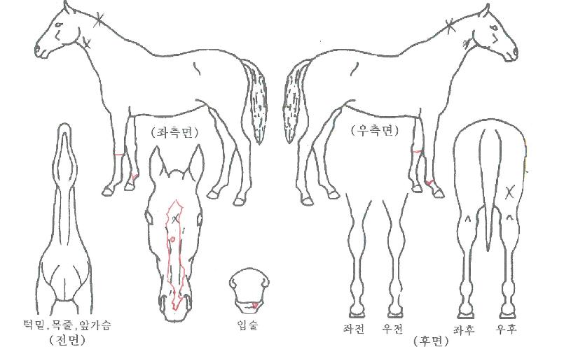 °ñµç·¹ÀÎÀÇ Ãø¸é,¿ì¸é,µÞ¸é,µÎ»ó,´Ù¸®ÀÇ Æ¯Â¡µµÇØ