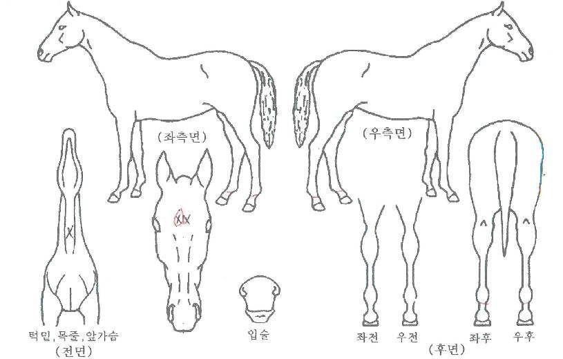 ½ºÇǵåÇöóÀ×ÀÇ Ãø¸é,¿ì¸é,µÞ¸é,µÎ»ó,´Ù¸®ÀÇ Æ¯Â¡µµÇØ
