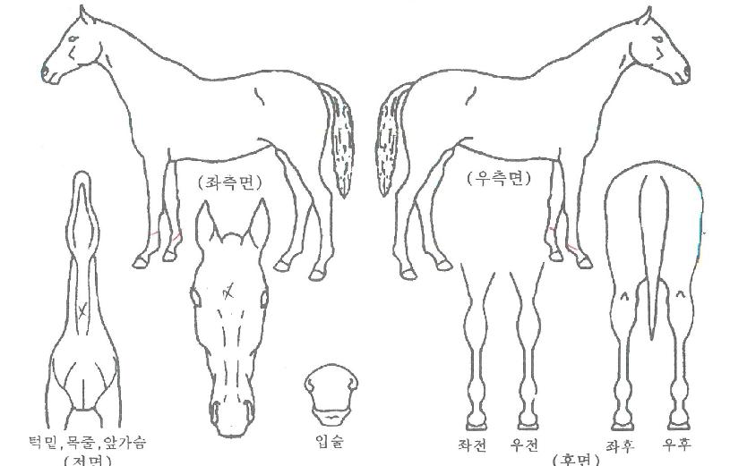 ¾ßÈ£ÈÀÌÆ®Ä¹ÀÇ Ãø¸é,¿ì¸é,µÞ¸é,µÎ»ó,´Ù¸®ÀÇ Æ¯Â¡µµÇØ