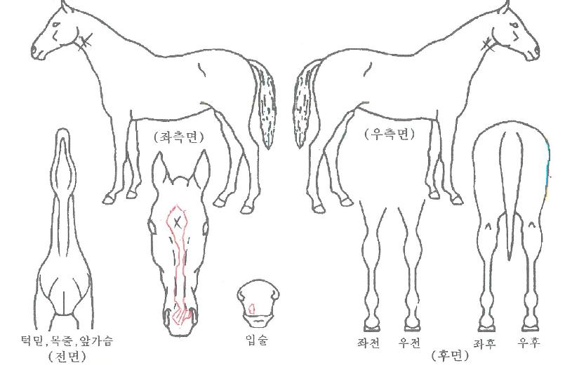 ¼¶½Ì³ë¹Ùµð³ëÀÇ Ãø¸é,¿ì¸é,µÞ¸é,µÎ»ó,´Ù¸®ÀÇ Æ¯Â¡µµÇØ