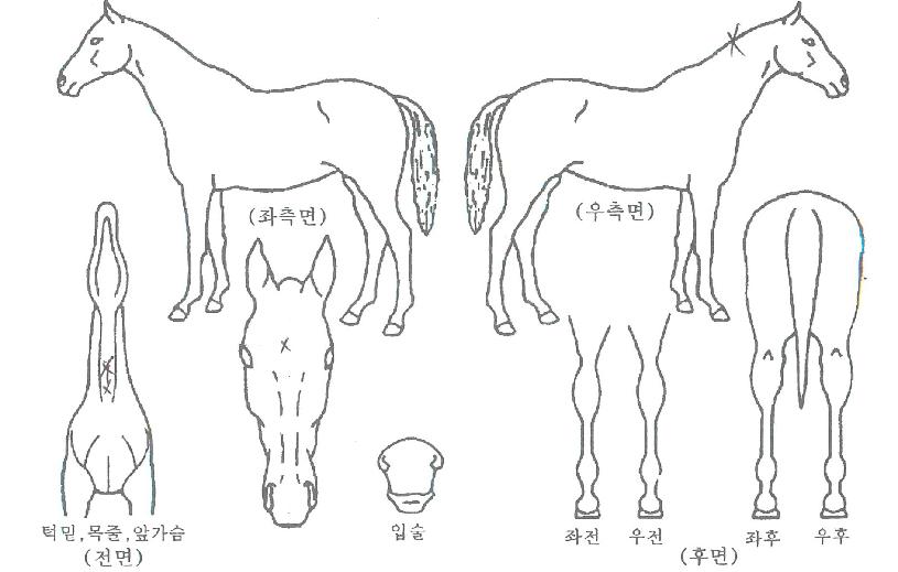 µå¸²ÀçÁîÀÇ Ãø¸é,¿ì¸é,µÞ¸é,µÎ»ó,´Ù¸®ÀÇ Æ¯Â¡µµÇØ