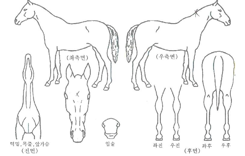 �帲äƮ�� ����,���,�޸�,�λ�,�ٸ��� Ư¡����