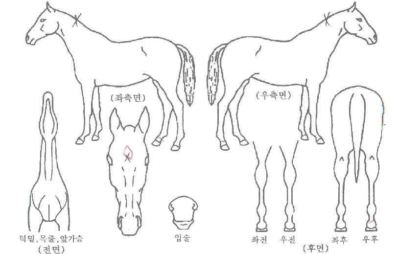 ���������� ����,���,�޸�,�λ�,�ٸ��� Ư¡����