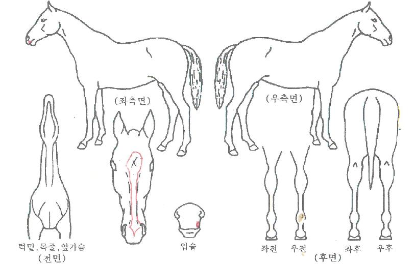 ������������ ����,���,�޸�,�λ�,�ٸ��� Ư¡����