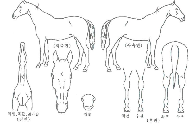 èÇÁÄÉÀÌÀÇ Ãø¸é,¿ì¸é,µÞ¸é,µÎ»ó,´Ù¸®ÀÇ Æ¯Â¡µµÇØ