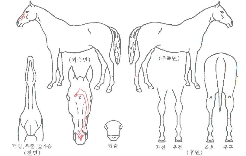 ½º¸¶Æ¼¾Æµ¨ÀÇ Ãø¸é,¿ì¸é,µÞ¸é,µÎ»ó,´Ù¸®ÀÇ Æ¯Â¡µµÇØ