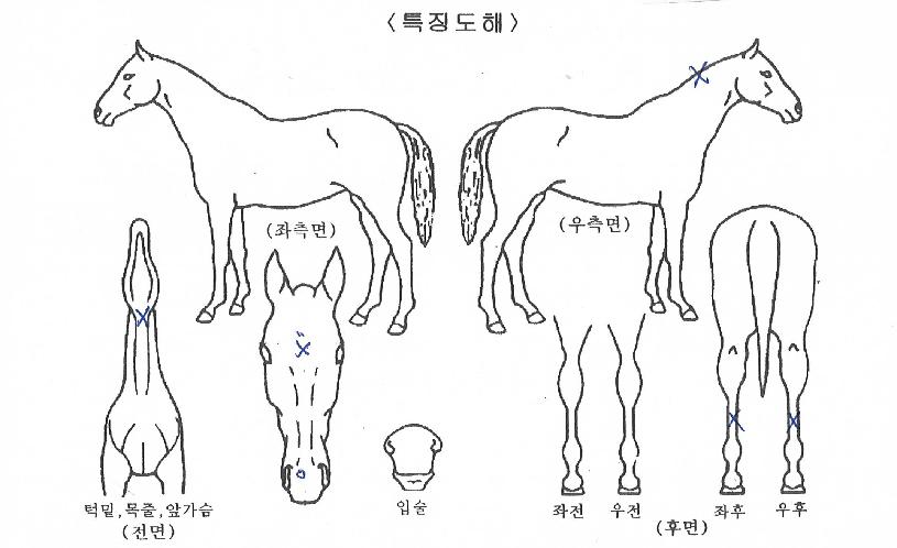 �۷ι������� ����,���,�޸�,�λ�,�ٸ��� Ư¡����