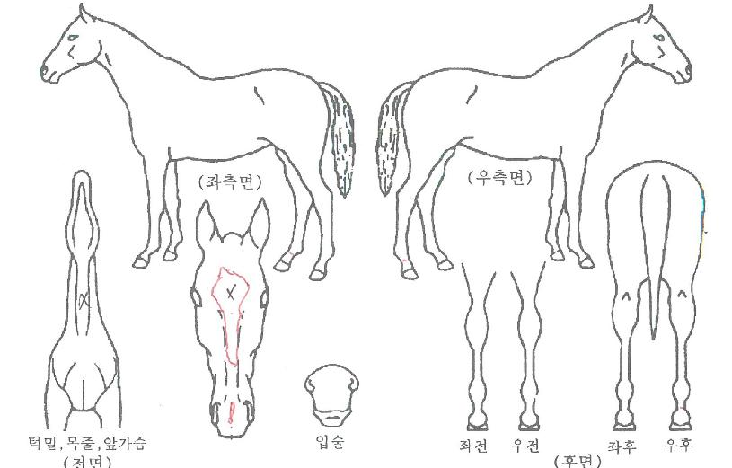 ÇÁ¸®¸¶´ÏÄÉÀÇ Ãø¸é,¿ì¸é,µÞ¸é,µÎ»ó,´Ù¸®ÀÇ Æ¯Â¡µµÇØ