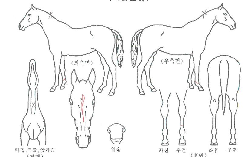 ���������̵��� ����,���,�޸�,�λ�,�ٸ��� Ư¡����