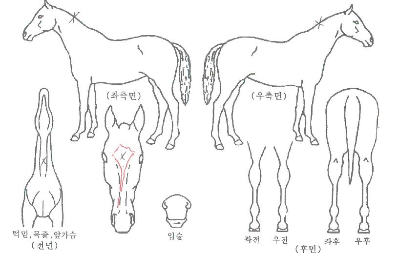 °ñµç»þÇÁÀÇ Ãø¸é,¿ì¸é,µÞ¸é,µÎ»ó,´Ù¸®ÀÇ Æ¯Â¡µµÇØ