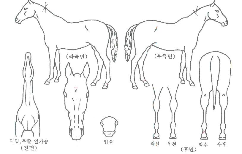 ¹Ù¶÷ÀÇ¿©½ÅÀÇ Ãø¸é,¿ì¸é,µÞ¸é,µÎ»ó,´Ù¸®ÀÇ Æ¯Â¡µµÇØ