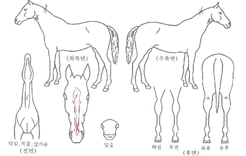 �뿬�� ����,���,�޸�,�λ�,�ٸ��� Ư¡����