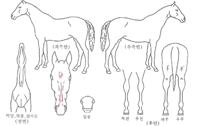 ÆÛ½ºÆ®·©Å©ÀÇ Ãø¸é,¿ì¸é,µÞ¸é,µÎ»ó,´Ù¸®ÀÇ Æ¯Â¡µµÇØ