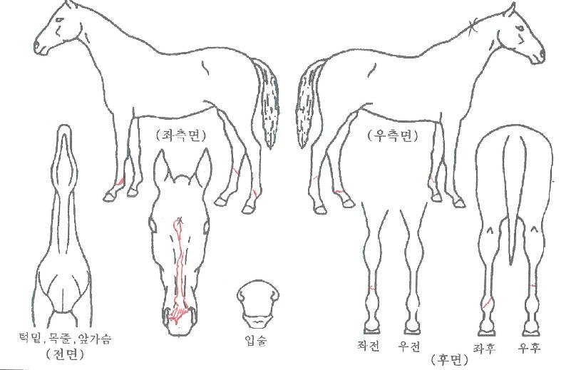 ¼´ø¸ÇÀÇ Ãø¸é,¿ì¸é,µÞ¸é,µÎ»ó,´Ù¸®ÀÇ Æ¯Â¡µµÇØ