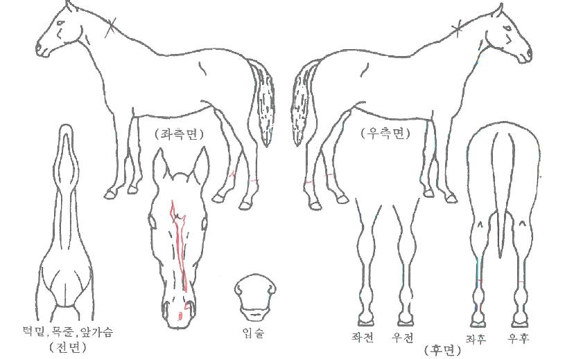 ¹Ù¶÷ÀDzÞÀÇ Ãø¸é,¿ì¸é,µÞ¸é,µÎ»ó,´Ù¸®ÀÇ Æ¯Â¡µµÇØ
