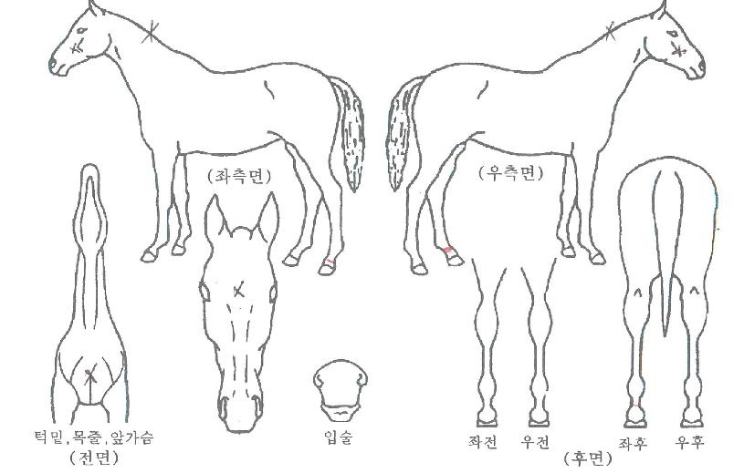 �ε�������� ����,���,�޸�,�λ�,�ٸ��� Ư¡����