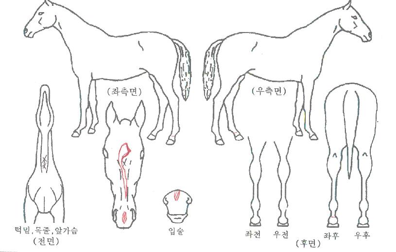Ä«Çì±æ¸®ÀÇ Ãø¸é,¿ì¸é,µÞ¸é,µÎ»ó,´Ù¸®ÀÇ Æ¯Â¡µµÇØ
