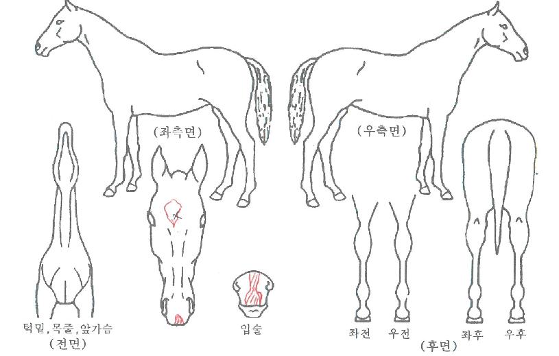 ºñÄÉÀ̼±´õÀÇ Ãø¸é,¿ì¸é,µÞ¸é,µÎ»ó,´Ù¸®ÀÇ Æ¯Â¡µµÇØ