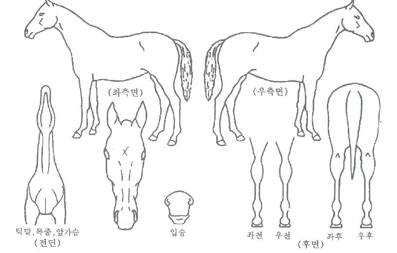 ±Ý¾Æ±Û·Î¸®ÀÇ Ãø¸é,¿ì¸é,µÞ¸é,µÎ»ó,´Ù¸®ÀÇ Æ¯Â¡µµÇØ