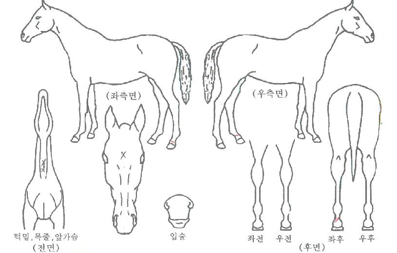 °¡¹®ÁúÁÖÀÇ Ãø¸é,¿ì¸é,µÞ¸é,µÎ»ó,´Ù¸®ÀÇ Æ¯Â¡µµÇØ