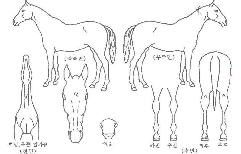ÄÄÇø®Æ®¸ð¼ÇÀÇ Ãø¸é,¿ì¸é,µÞ¸é,µÎ»ó,´Ù¸®ÀÇ Æ¯Â¡µµÇØ
