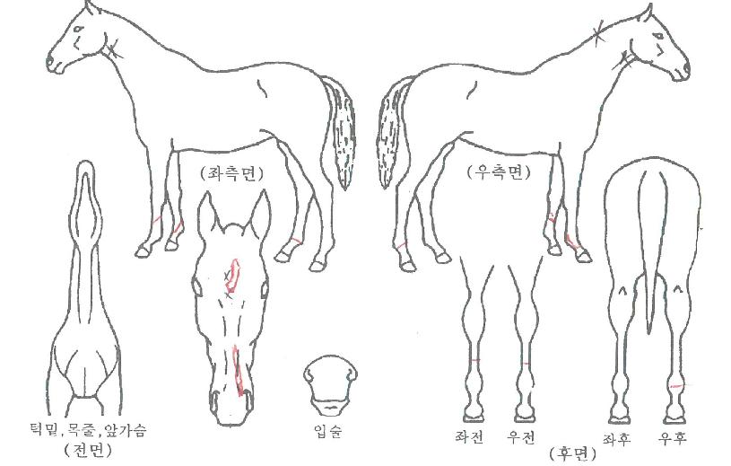 ·ÎÁîµ¥ÀÌÀÚ¸¶ÀÇ Ãø¸é,¿ì¸é,µÞ¸é,µÎ»ó,´Ù¸®ÀÇ Æ¯Â¡µµÇØ