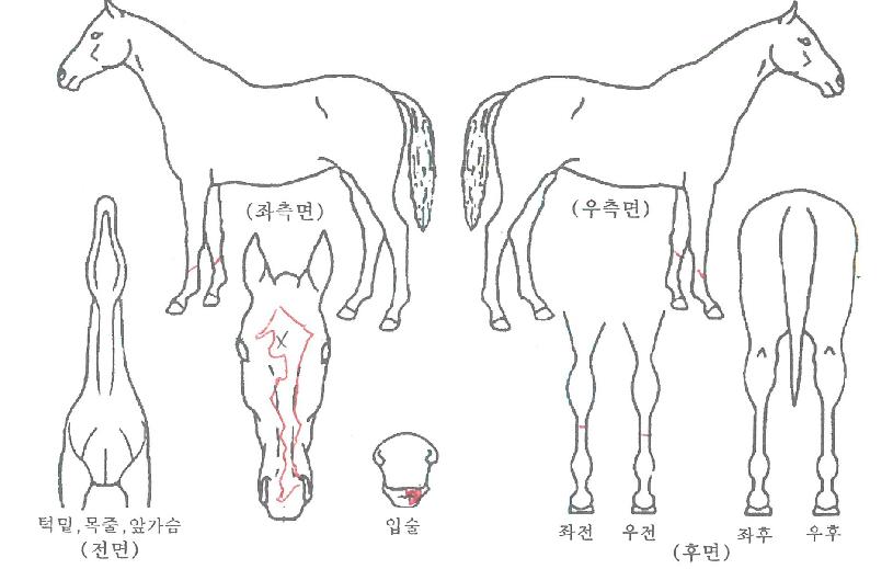 �齺���� ����,���,�޸�,�λ�,�ٸ��� Ư¡����