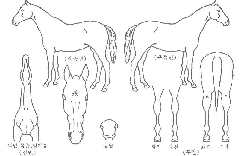 ·ÎÄÚ¸ð¼ÇÀÚ¸¶ÀÇ Ãø¸é,¿ì¸é,µÞ¸é,µÎ»ó,´Ù¸®ÀÇ Æ¯Â¡µµÇØ