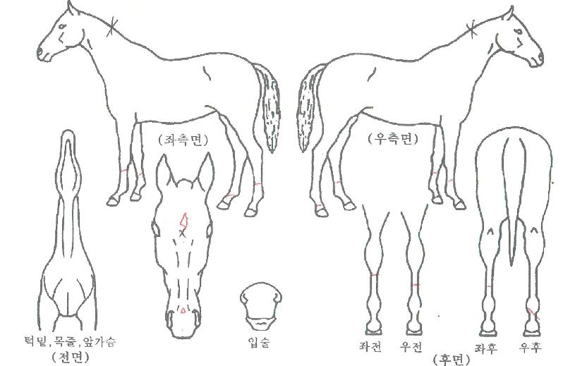 ¿¡À̽ºº¸ÀÌÀÇ Ãø¸é,¿ì¸é,µÞ¸é,µÎ»ó,´Ù¸®ÀÇ Æ¯Â¡µµÇØ