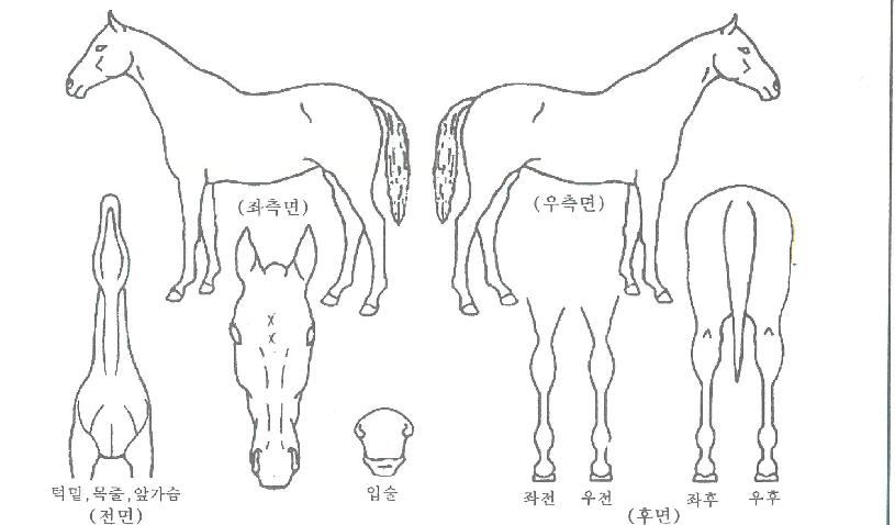 �ݽ�Ÿ�� ����,���,�޸�,�λ�,�ٸ��� Ư¡����