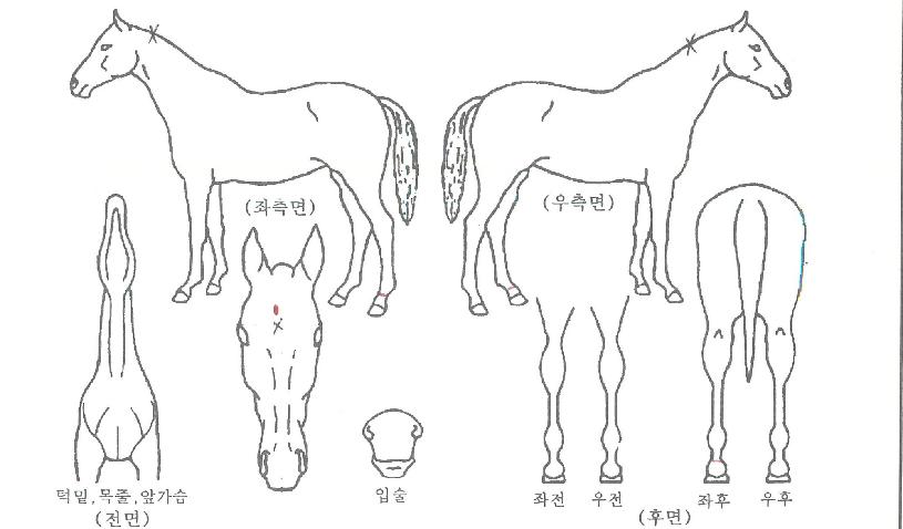 Æ®·ç·çºñÀÇ Ãø¸é,¿ì¸é,µÞ¸é,µÎ»ó,´Ù¸®ÀÇ Æ¯Â¡µµÇØ