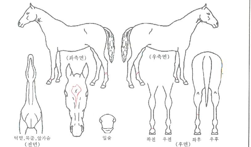 ·¹À̸յåÀÇ Ãø¸é,¿ì¸é,µÞ¸é,µÎ»ó,´Ù¸®ÀÇ Æ¯Â¡µµÇØ