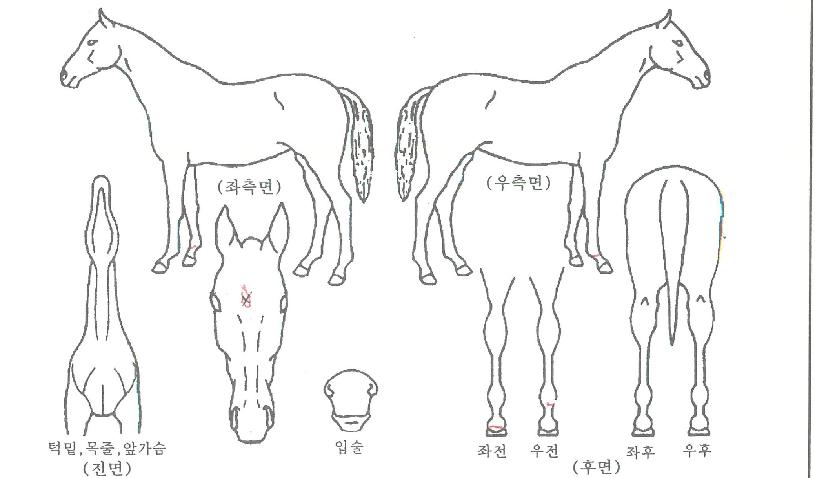 ���ǵ������ ����,���,�޸�,�λ�,�ٸ��� Ư¡����