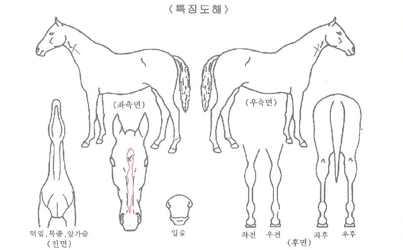 ���ʹ׾������ ����,���,�޸�,�λ�,�ٸ��� Ư¡����