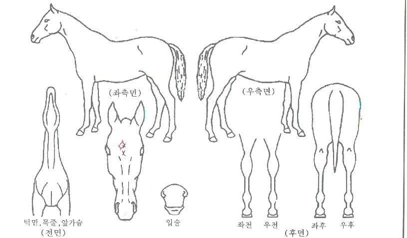 Á¦ÁÖÀÇ¿©¿ÕÀÇ Ãø¸é,¿ì¸é,µÞ¸é,µÎ»ó,´Ù¸®ÀÇ Æ¯Â¡µµÇØ